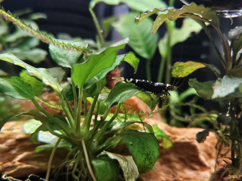 Nanashi purple metallic