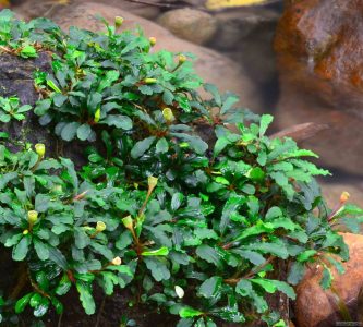 Lot de 3 Bucephalandra sp – lot de 3