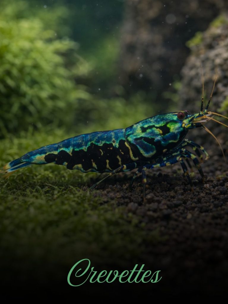 Crevettes d’aquarium Caridina, Neocaridina et Sulawesi élevées par des passionnés