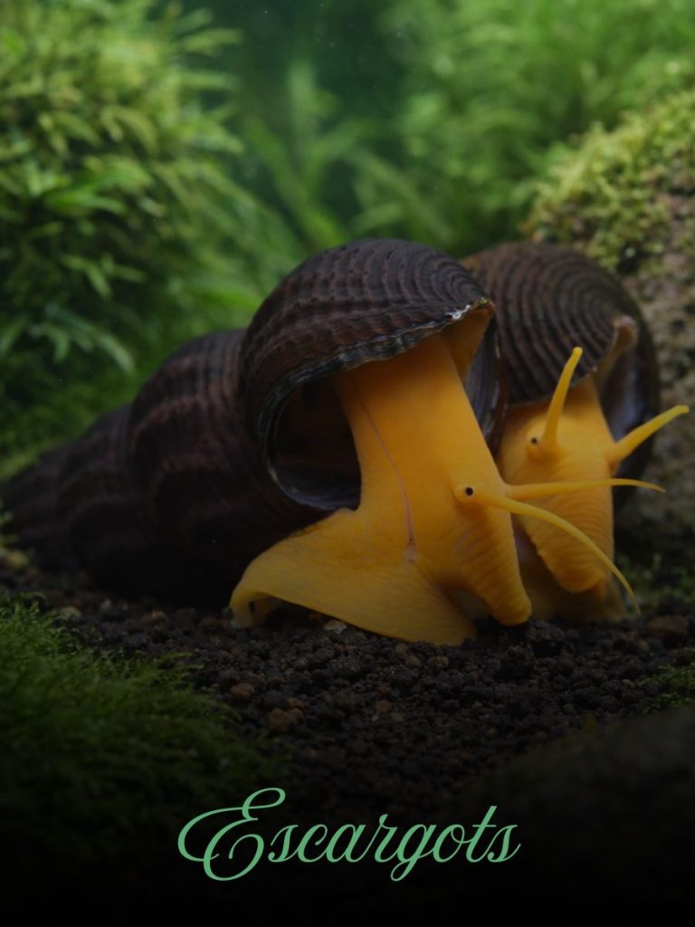 Escargots d’aquarium adaptés aux bacs plantés et communautaires