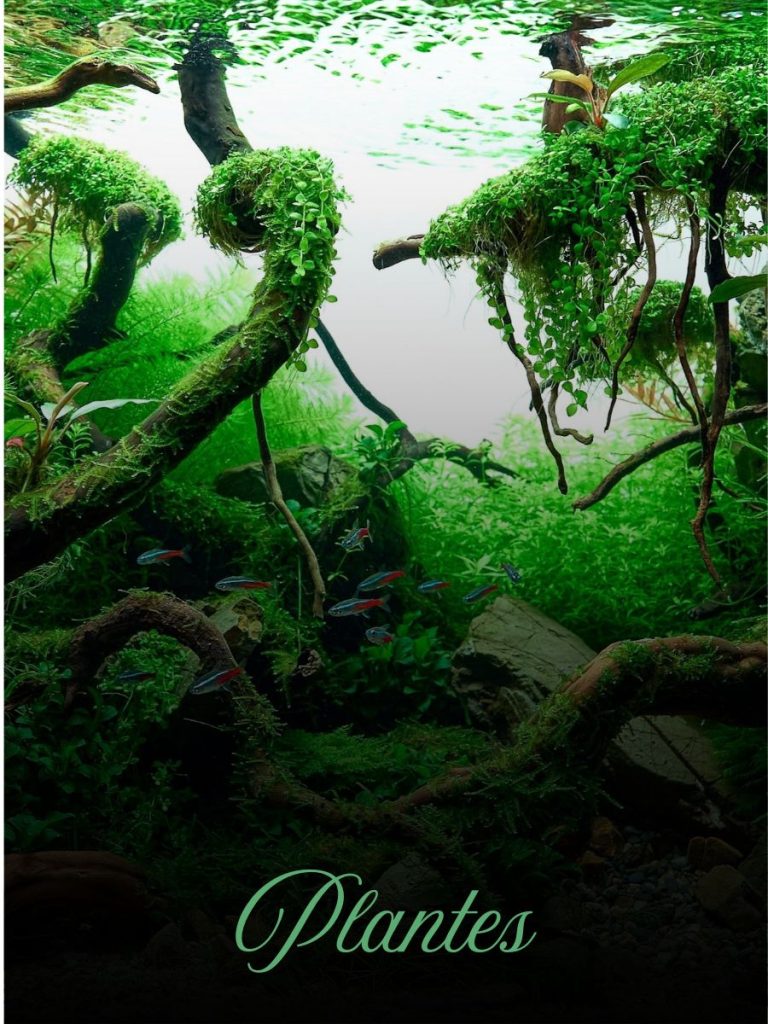 Plantes d’aquarium naturelles pour bacs plantés et aquascaping