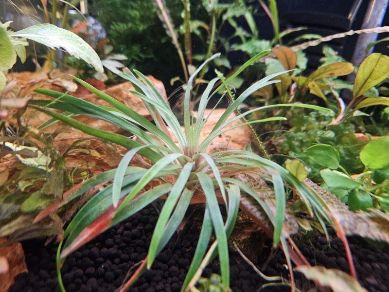 Eriocaulon quinquangulare