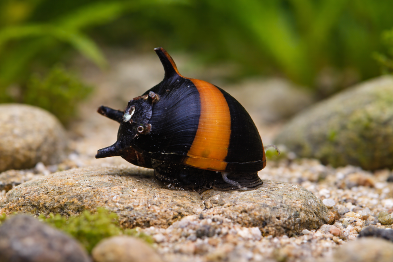 Clithon diadema – lot de 5