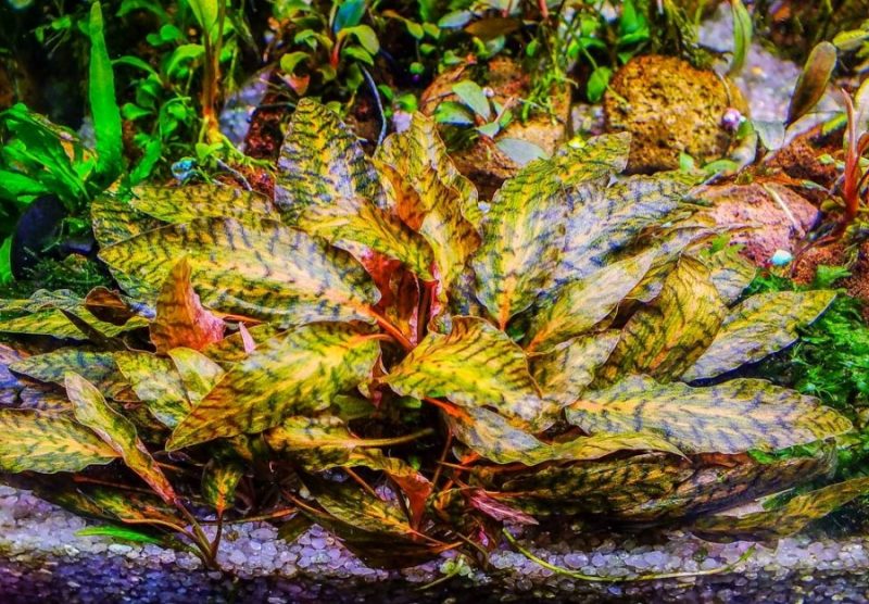 Cryptocoryne Nurii Pink Line