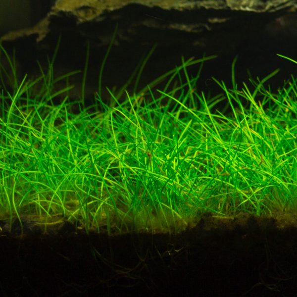 Eleocharis sp mini