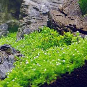 Hemianthus callitrichoides – lot de 3