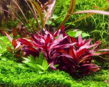 Alternanthera reineckii mini – lot de 3