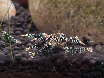 Black Fancy Tiger