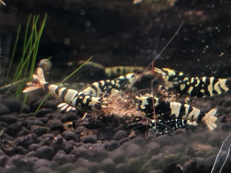 Black Fancy Tiger