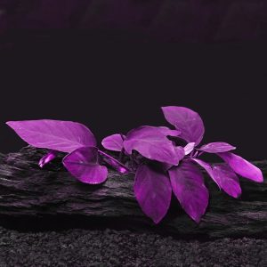 Anubia Chelou Purple